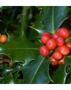 acebo (Ilex aquifolium) en contenedor de 5 litros